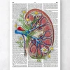 Anatomie rénale florale - Page du dictionnaire