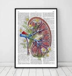 Anatomie rénale florale - Page du dictionnaire