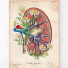 Anatomie rénale florale - Vieux papiers