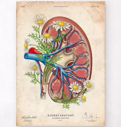 Anatomie rénale florale - Vieux papiers