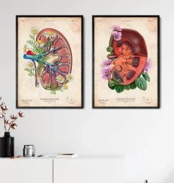 Anatomie rénale florale - Vieux papiers