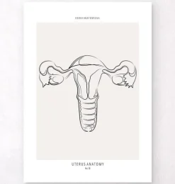 Anatomie utérine - Line Art