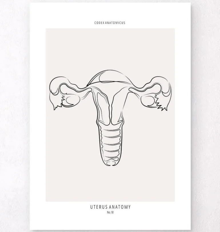 Anatomie utérine - Line Art