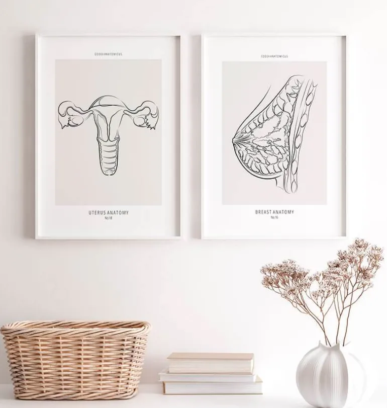 Anatomie utérine - Line Art