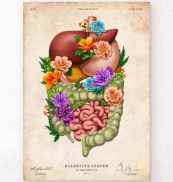 Appareil digestif - Floral - Vintage