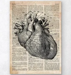 Art d'anatomie cardiaque - Ancien dictionnaire