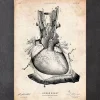 Art d'anatomie cardiaque III