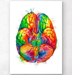 Art d'anatomie cérébrale III - Aquarelle
