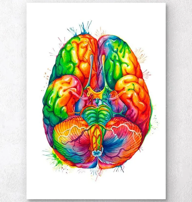 Art d'anatomie cérébrale III - Aquarelle