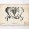 Art d'anatomie du bassin féminin