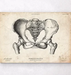 Art d'anatomie du bassin féminin