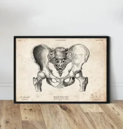 Art d'anatomie du bassin masculin