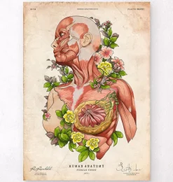 Art d'anatomie du corps féminin
