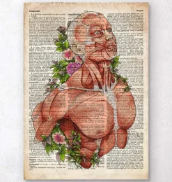 Art d'anatomie du corps masculin - Ancien dictionnaire