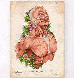 Art d'anatomie du corps masculin