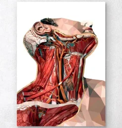 Art d'anatomie du cou géométrique