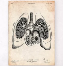 Art d'anatomie du cœur et des poumons V