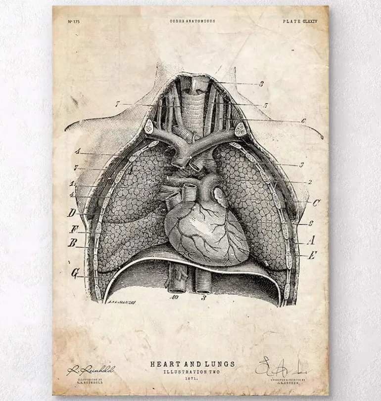 Art d'anatomie du cœur et des poumons II