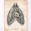 Art d'anatomie du cœur et des poumons III