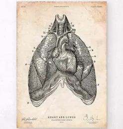 Art d'anatomie du cœur et des poumons III
