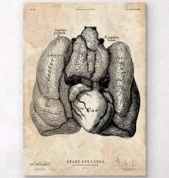 Art d'anatomie du cœur et des poumons IV
