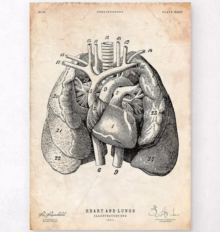 Art d'anatomie du cœur et des poumons I