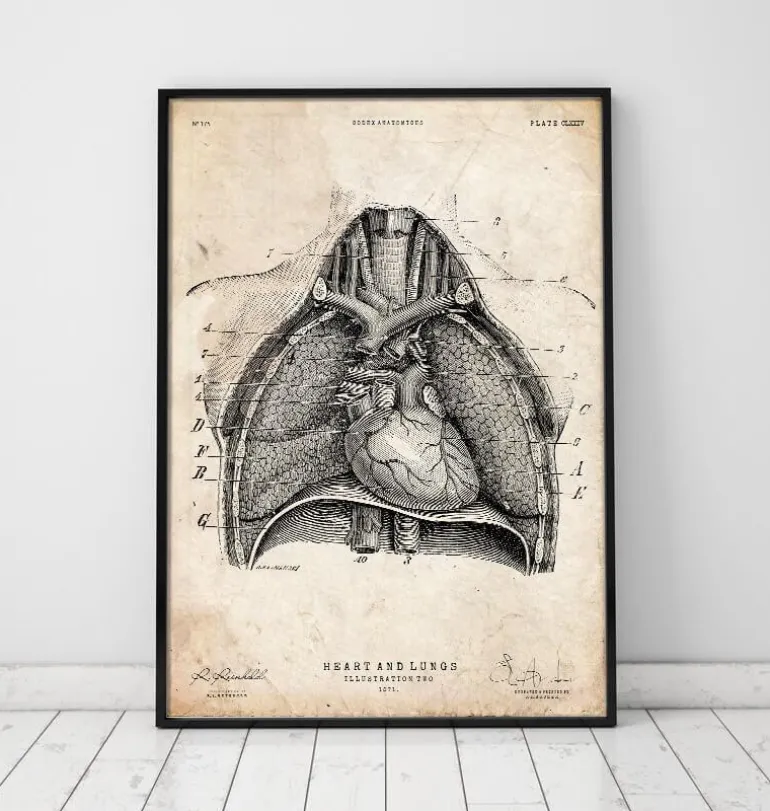 Art d'anatomie du cœur et des poumons II