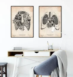 Art d'anatomie du cœur et des poumons V