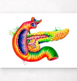 Art d'anatomie du pancréas - Aquarelle