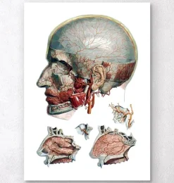 Art d'anatomie tête et nez géométrique