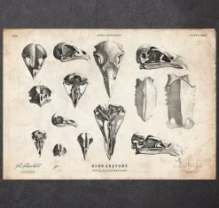 Art de crânes d'oiseaux