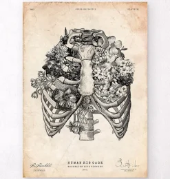 Art de la cage thoracique