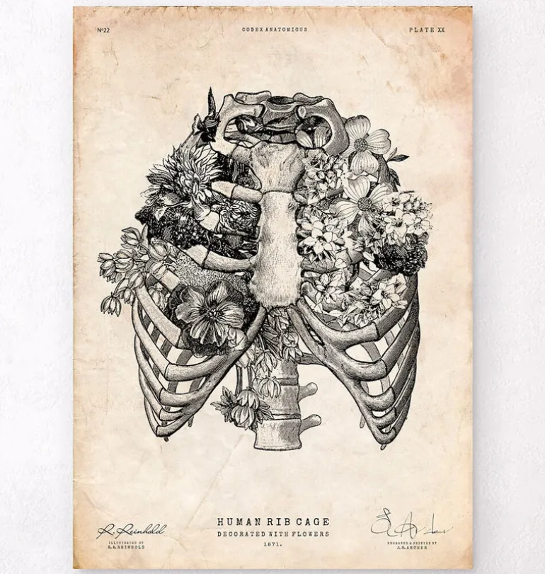 Art de la cage thoracique