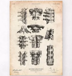 Art de l'anatomie de la colonne vertébrale