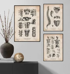 Art de l'anatomie de la colonne vertébrale