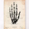 Art de l'anatomie de la main humaine
