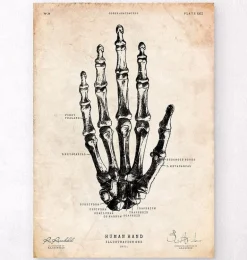 Art de l'anatomie de la main humaine