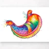 Art de l'anatomie de l'estomac - Aquarelle