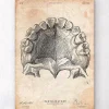 Art de l'anatomie des dents