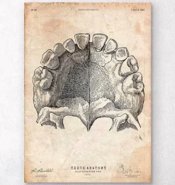 Art de l'anatomie des dents
