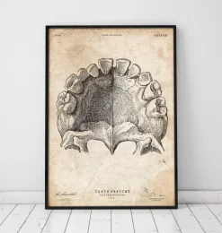 Art de l'anatomie des dents