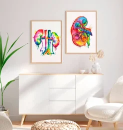 Art de l'anatomie des reins - Aquarelle