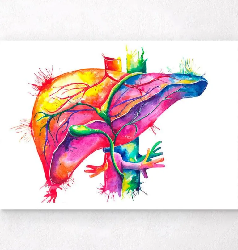 Art de l'anatomie du foie - Aquarelle