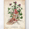 Art de l'anatomie du pied - Floral