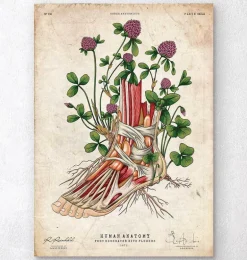 Art de l'anatomie du pied - Floral