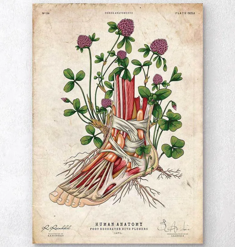 Art de l'anatomie du pied - Floral