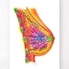Art de l'anatomie du sein - Aquarelle