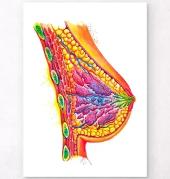 Art de l'anatomie du sein - Aquarelle