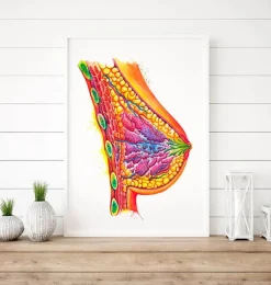 Art de l'anatomie du sein - Aquarelle
