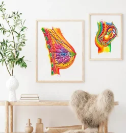 Art de l'anatomie du sein - Aquarelle